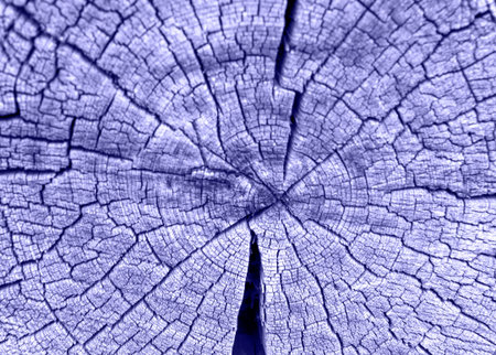 lilac 17-3938 Very Peri cut of a wooden blockhouse, wood texture, circles and cracks on the tree.