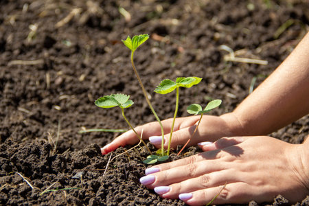 planting strawberries. gardening, vegetable garden, cottage. female hands transplant plant...