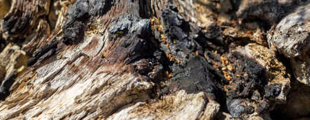 Wooden stump, old decrepit, close-up with weak focus, blurred edges. wood texture. wooden background for text.の写真素材