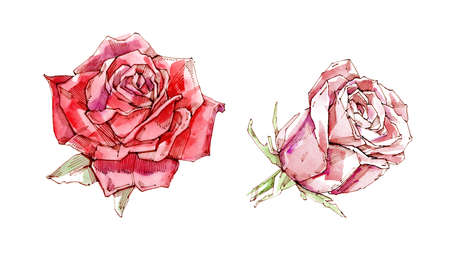 Watercolor set of beautiful red rosesの写真素材
