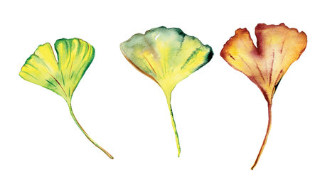 Watercolor Ginkgo Biloba leaves isolated on white backgroundの写真素材