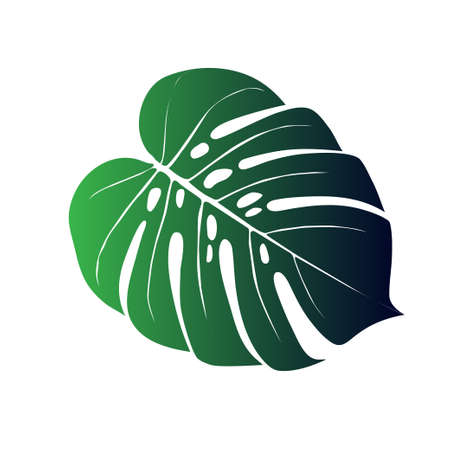 Monstera Deliciosa plant leaf from tropical forests isolated. Vector for greeting cards, flyers, invitations, web designのイラスト素材