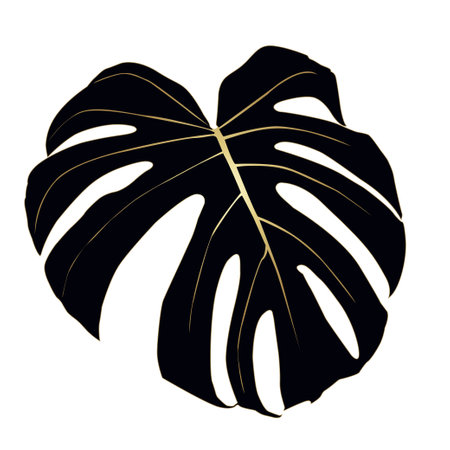 Monstera Deliciosa plant leaf from tropical forestのイラスト素材