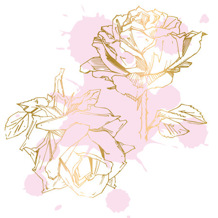 Hand drawn rose. Vector illustration. Vintage tattoo style rose. Flower motif sketch for design.のイラスト素材