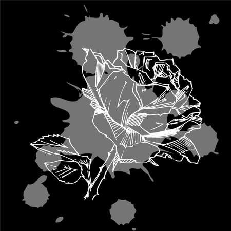 Hand drawn rose. Vector illustration. Vintage tattoo style rose. Flower motif sketch for design.のイラスト素材