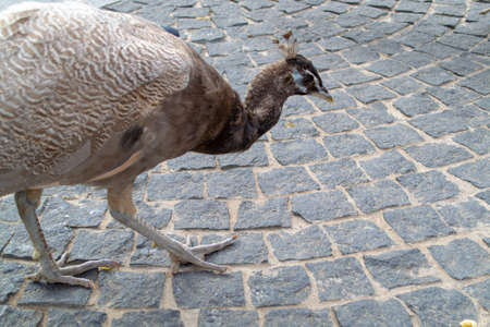 male Indian peacoc. White Indian peafowl Pavo cristatus is brightly colored. High quality photoの写真素材