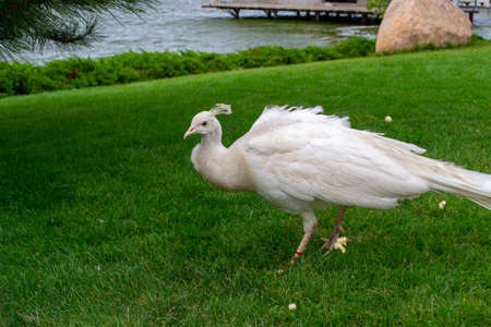 male Indian peacoc. White Indian peafowl Pavo cristatus is brightly colored. High quality photoの写真素材