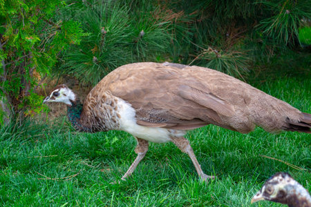 male Indian peacoc. White Indian peafowl Pavo cristatus is brightly colored. High quality photoの写真素材