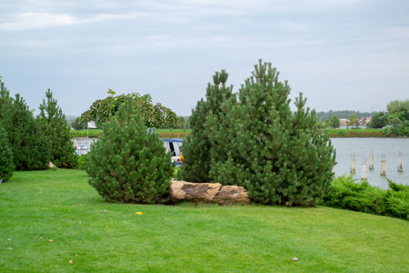 landscape panorama green pine spruce tree grass fresh river sky. High quality photo