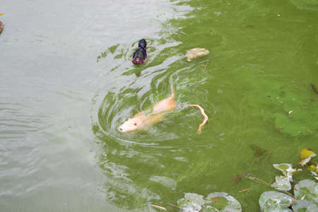 Red-haired adult nutria swims in river water with small baby nutria. High quality photoの写真素材