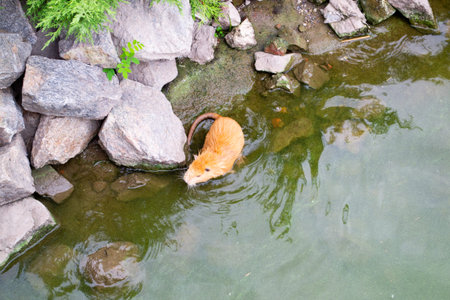 Red-haired adult nutria swims in river water with small baby nutria. High quality photo
