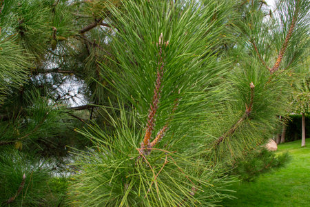 pine branches with cones, green coniferous needles. High quality photo