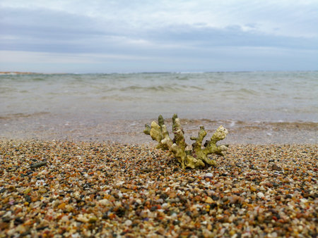 coral skeleton texture structure macro on sandy beach background. Dead coral reef.Water fauna macro...
