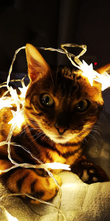 Christmas Bengal cat surrounded by New Year's garlands, lanterns and lights. High quality photoの写真素材