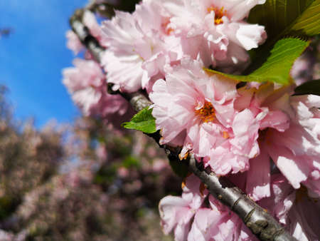 Blossoming sakura tree pink flowers with green leaves.の写真素材