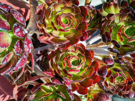 Red Succulents flowers. Kalanchoe - Rose of desert. Flowers growing from a succulent plant. High quality photoの写真素材