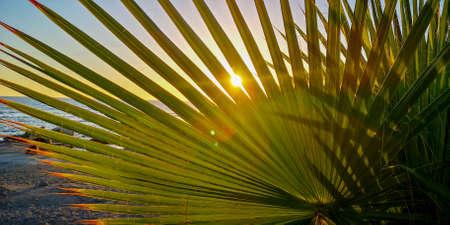 Sunset through green tropical palm leaf. Cyprusの写真素材