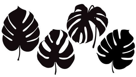 Monstera Deliciosa plant leaf from tropical forests isolated. Vector for greeting cards, flyers, invitations, web design. Vector illustrationのイラスト素材