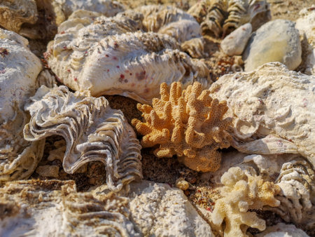 Corals and oceanic shells on the beach. Sea shore sand, shells, corrals, stones. Abstract background. High quality photoの写真素材