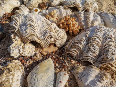 Corals and oceanic shells on the beach. Sea shore sand, shells, corrals, stones. Abstract...