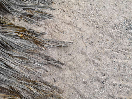 Dry palm tree branch on sandy seashore. Copy space, baner, foliage, card. High quality photoの写真素材