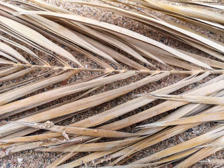 Dry palm tree branch on sandy seashore. Copy space, baner, foliage, card. High quality photoの写真素材
