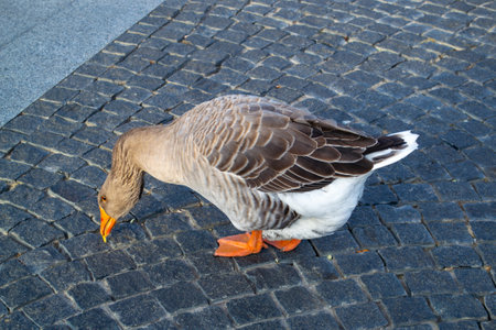 Wild domestic grey geese with orange beak and orange legs . High quality photoの写真素材