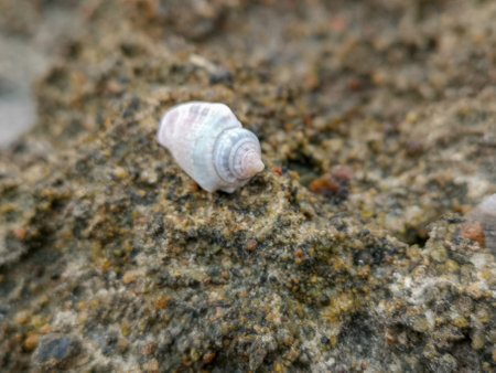 Sea shore sand,shells,corrals,stones,rocks background texture on the beach. high quality photoの写真素材