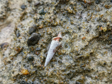 Sea shore sand,shells,corrals,stones,rocks background texture on the beach. high quality photoの写真素材
