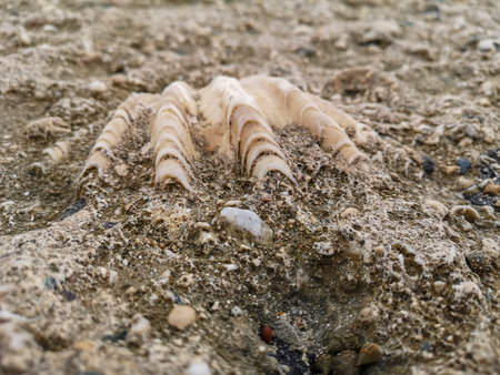 large seashell on the seashore on the coast of the red sea. high quality photo