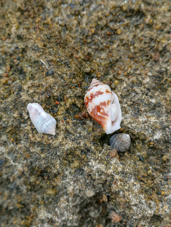 Sea shore sand,shells,corrals,stones,rocks background texture on the beach. high quality photoの写真素材
