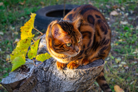 Young beautiful Bengal cat on an autumn walk among the yellow autumn foliage. high quality photoの写真素材
