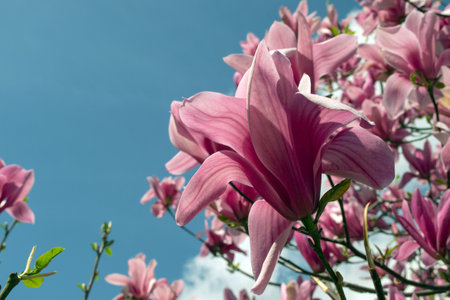 Gentle pink Magnolia soulangeana Flower on a twig blooming against clear blue sky at springの写真素材
