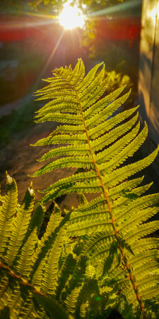 Wild natural green fern leaf in the backlight of the setting sun. Wild fern leaves, osmunda regalis, EAR TREES, OR PIICHES, tree fern branch Cyathea medullarisin front of sunの写真素材