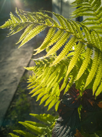 Wild natural green fern leaf in the backlight of the setting sun. Wild fern leaves, osmunda regalis, EAR TREES, OR PIICHES, tree fern branch Cyathea medullarisin front of sunの写真素材