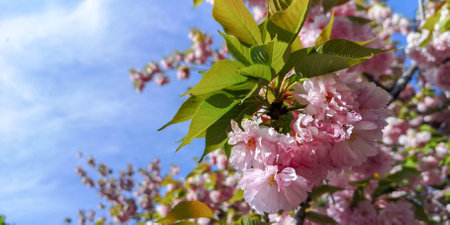 Blossoming sakura tree pink flowers with green leaves.Spring fressnessの写真素材