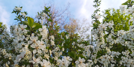 White cherry blossom flowers with green leaves.の写真素材