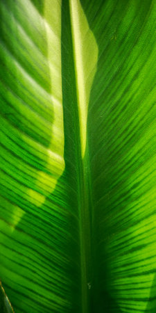 Tropical palm leaf strelitzia plant macro textured backgroundの写真素材