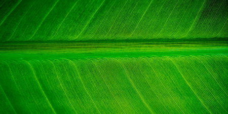 Tropical palm leaf strelitzia plant macro textured backgroundの写真素材