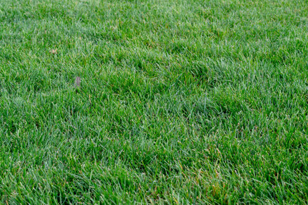Green grass background, nature texture. soccer lawn, training football pitch, Grass Golf Courses green lawn pattern textured background. high quality photoの写真素材