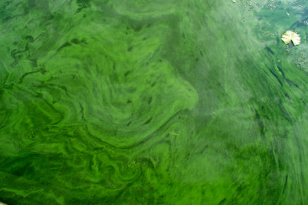 Green wave dirty water, dirty algae.Dirty sea, environmental problem of environmental pollution. Toxic decaying algae. Ecologic tragedy. high quality photoの写真素材