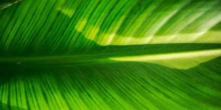 Tropical palm leaf strelitzia plant macro textured backgroundの写真素材