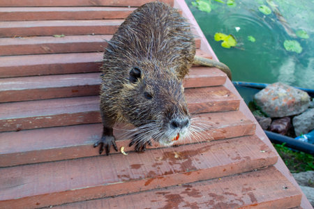 Animal nutria with wet fur on the wooden bridge neat the water. high quality photo