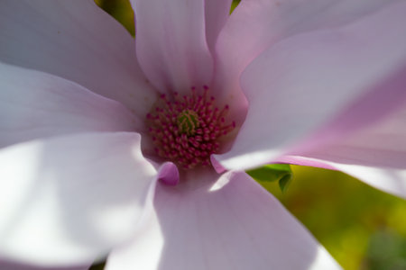 Delicate magnolia flower captured in a close-up view, showing its soft pink and white petals with a vibrant center. The composition highlights nature's elegance and beauty. Selective focus.の写真素材