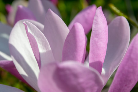 Close-up view of a delicate pink magnolia flower in full bloom, highlighting its soft petals and natural beauty against a blurred background. Captures nature's tranquility and elegance. selective focusの写真素材
