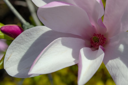 Delicate magnolia flower captured in a close-up view, showing its soft pink and white petals with a vibrant center. The composition highlights nature's elegance and beauty. Selective focus.の写真素材