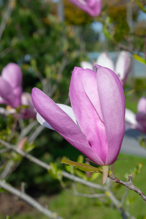 Pink magnolia flower in full bloom, captured in sharp detail against a blurred natural background. The flowers delicate petals contrast beautifully with the surrounding greenery. selective focusの写真素材