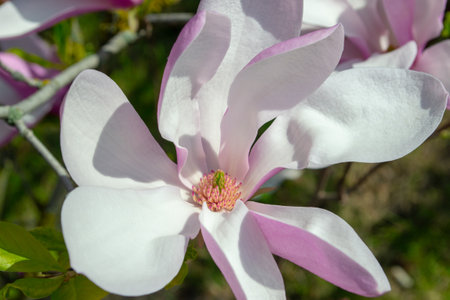 Close-up image of a blooming magnolia flower with pink and white petals. Captured in vibrant springtime, the delicate flower highlights intricate floral details and natural beauty.selective focusの写真素材