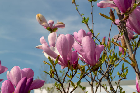 Vibrant pink magnolia flowers in full bloom against a clear blue sky. The close-up view highlights the delicate petals and vibrant colors, capturing the essence of spring. selective focusの写真素材