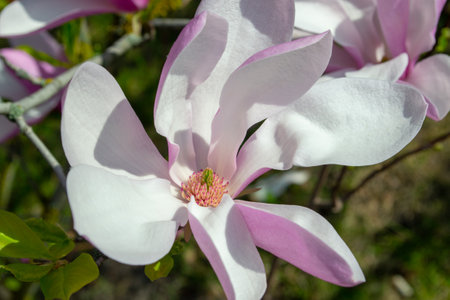 Close-up image of a blooming magnolia flower with pink and white petals. Captured in vibrant springtime, the delicate flower highlights intricate floral details and natural beauty.selective focusの写真素材